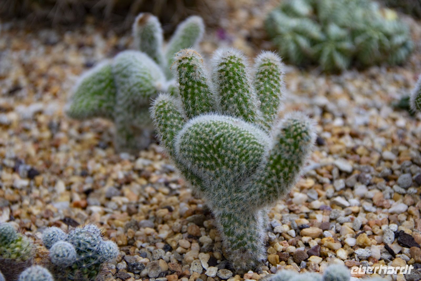 008 - Singapur, Gardens by the Bay