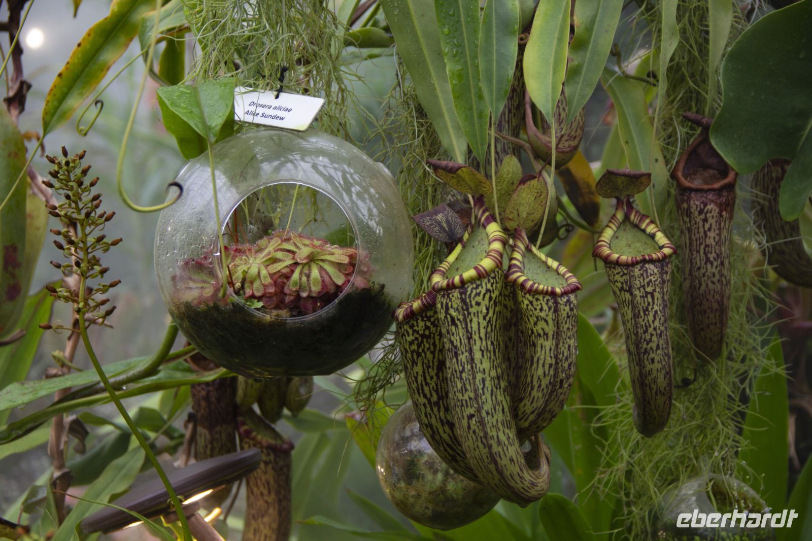 022 - Singapur, Gardens by the Bay