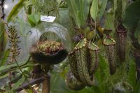 022 - Singapur, Gardens by the Bay