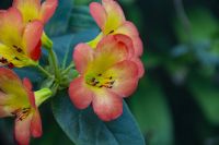 025 - Singapur, Gardens by the Bay