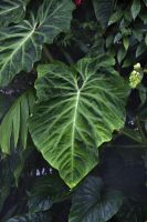 028 - Singapur, Gardens by the Bay