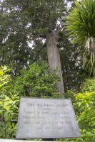 086 - Parry Kauri Park