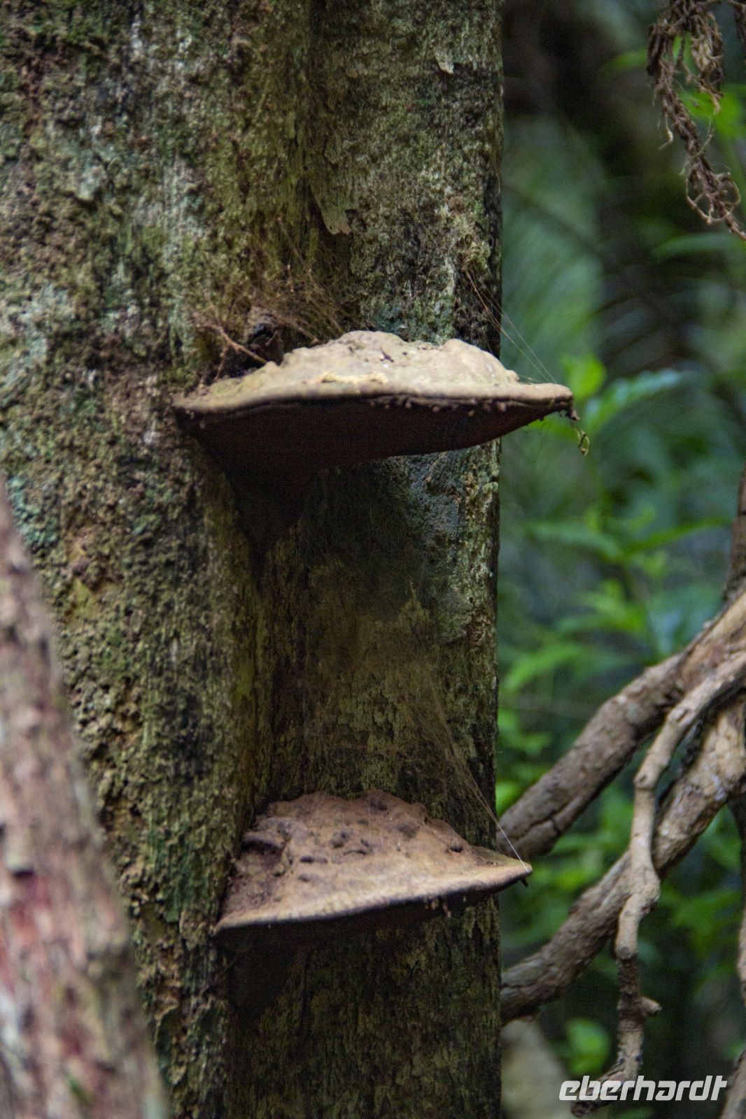 087 - Parry Kauri Park