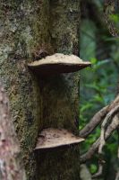 087 - Parry Kauri Park