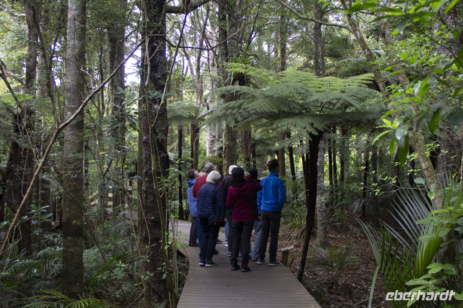 088 - Parry Kauri Park