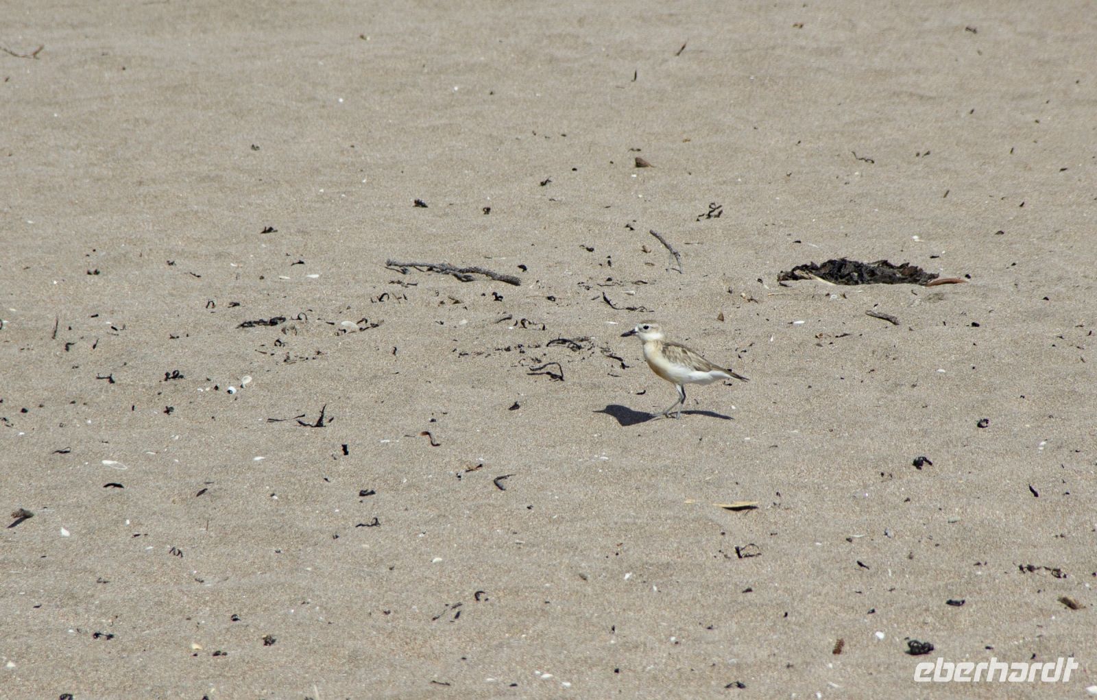 130 - Hot Water Beach