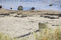 133 - Hot Water Beach