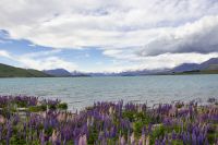 237 - Lake Tekapo