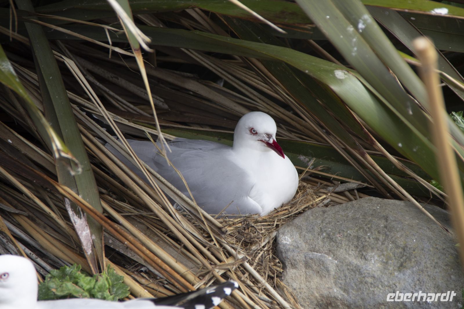 257 - Royal Albatross Colony