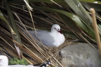 257 - Royal Albatross Colony