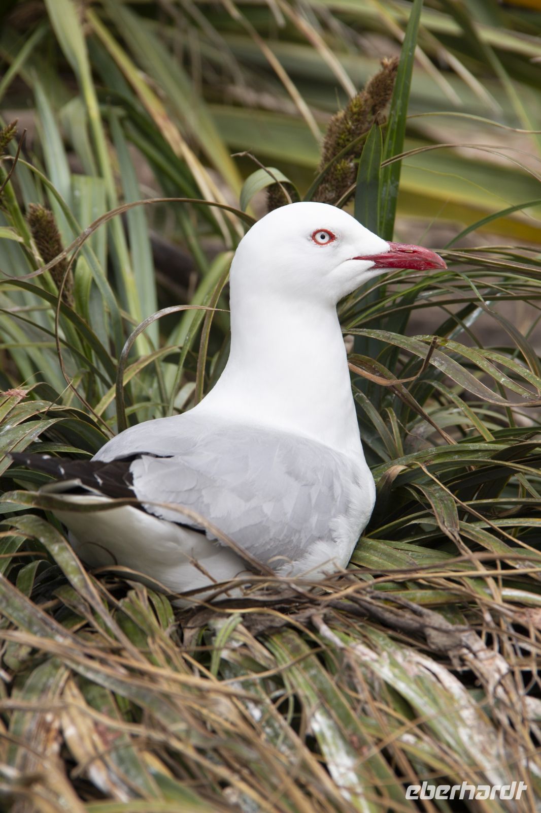 259 - Royal Albatross Colony
