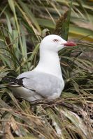 259 - Royal Albatross Colony
