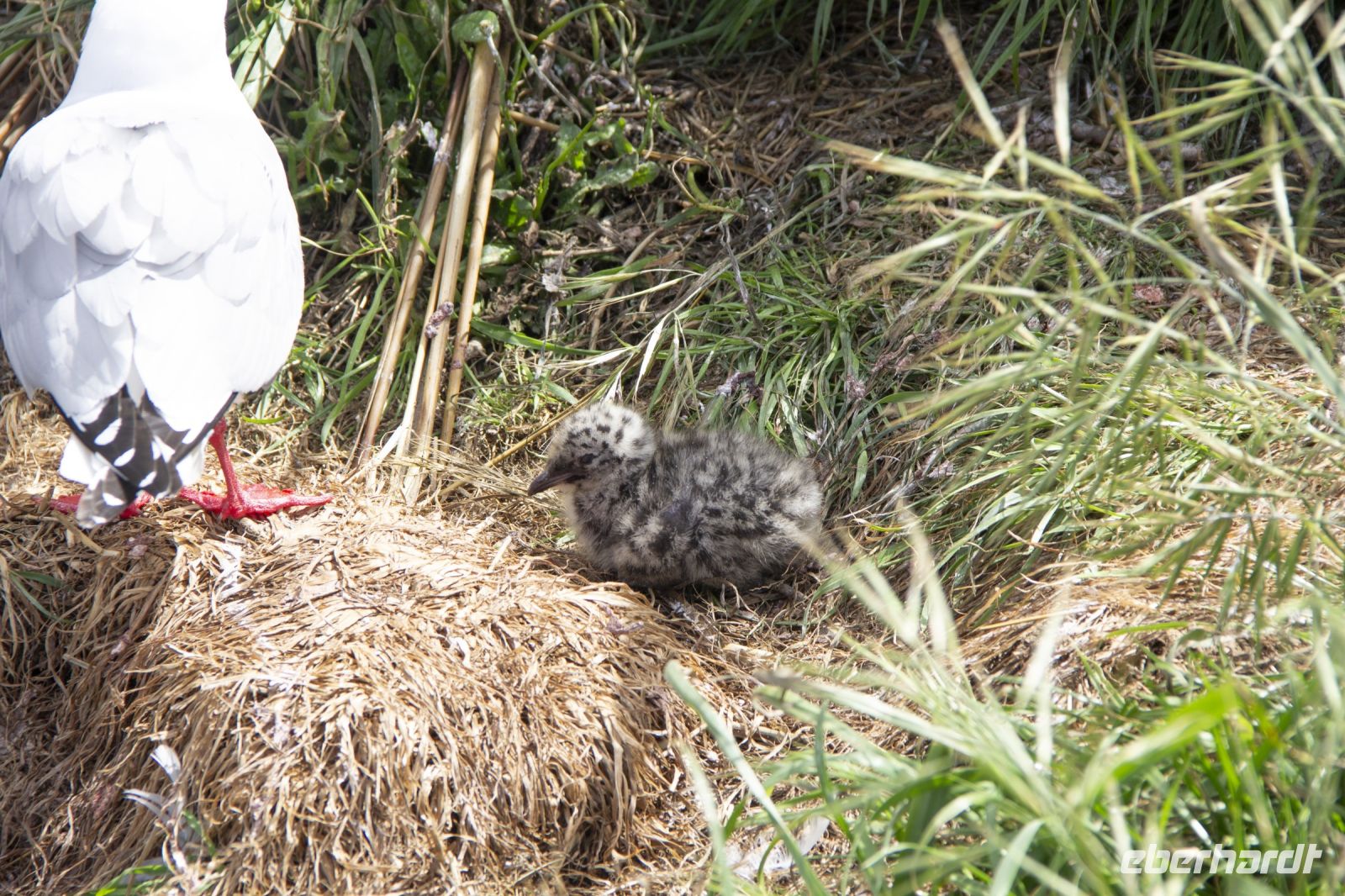 260 - Royal Albatross Colony