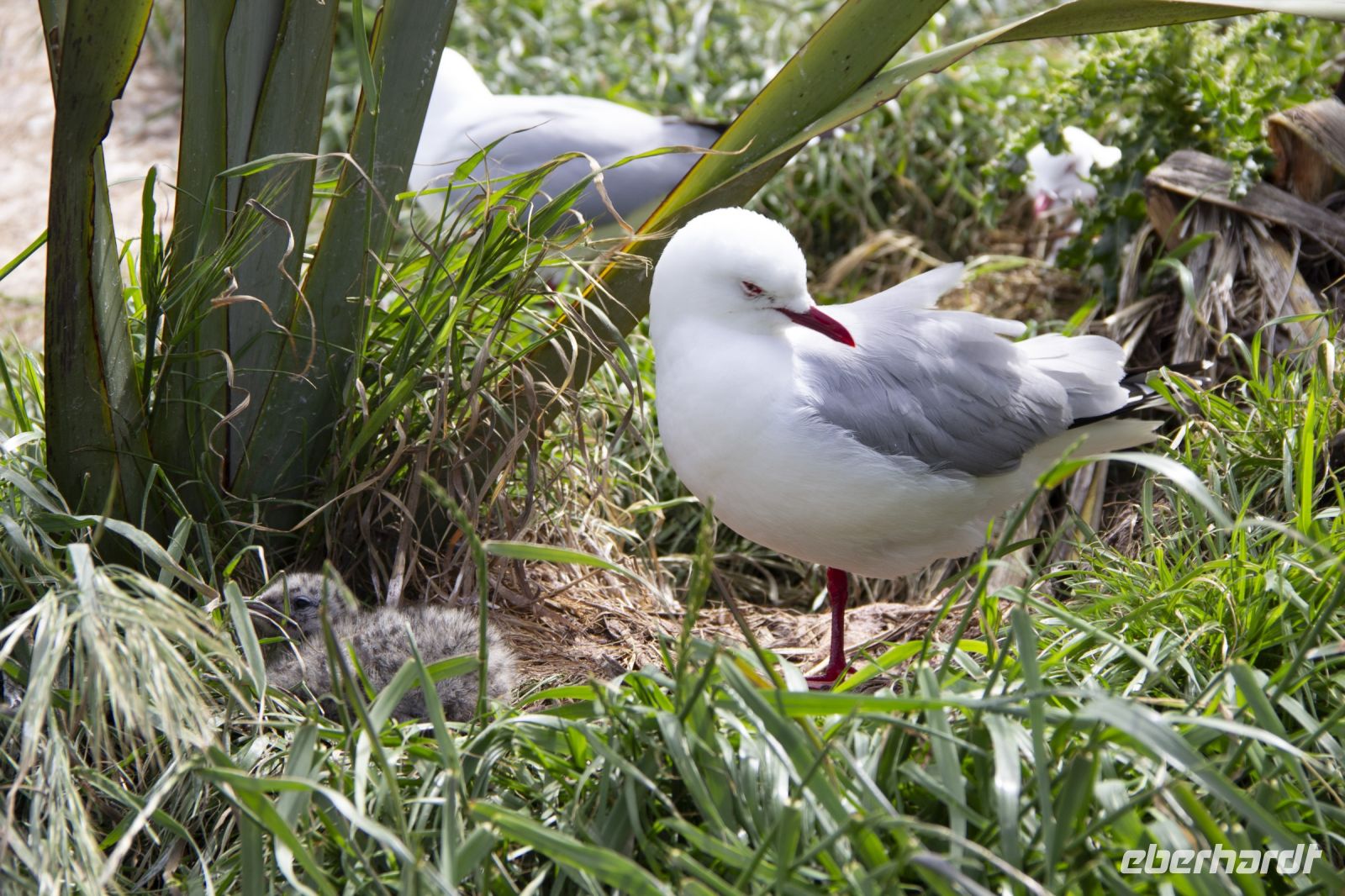 261 - Royal Albatross Colony