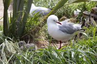 261 - Royal Albatross Colony