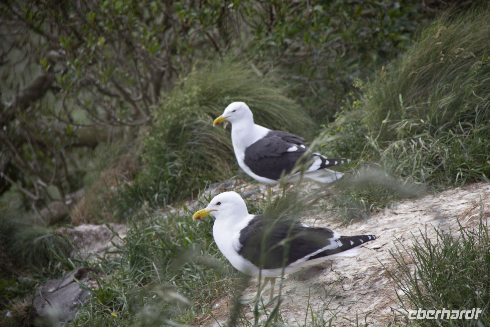 264 - Royal Albatross Colony