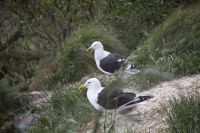 264 - Royal Albatross Colony