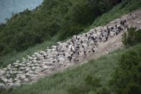 266 - Royal Albatross Colony