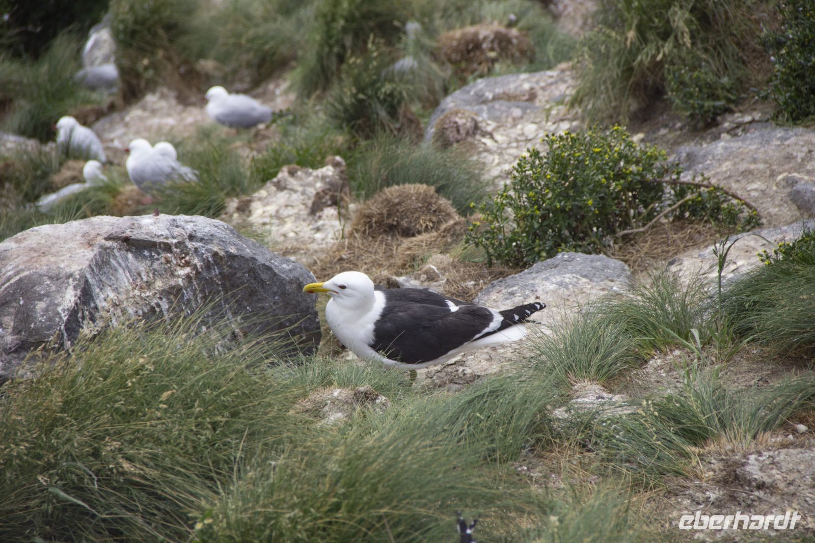 267 - Royal Albatross Colony