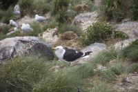 267 - Royal Albatross Colony
