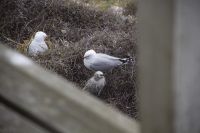 268 - Royal Albatross Colony