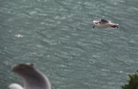 270 - Royal Albatross Colony