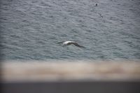 276 - Royal Albatross Colony