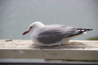 278 - Royal Albatross Colony