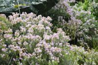 390 -  Kawarau-Brücke