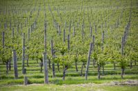 397 - Weinanbaugebiet