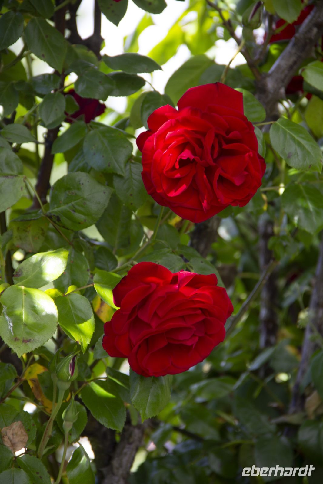 398 - Mrs Jones Rosengarten