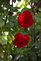 398 - Mrs Jones Rosengarten