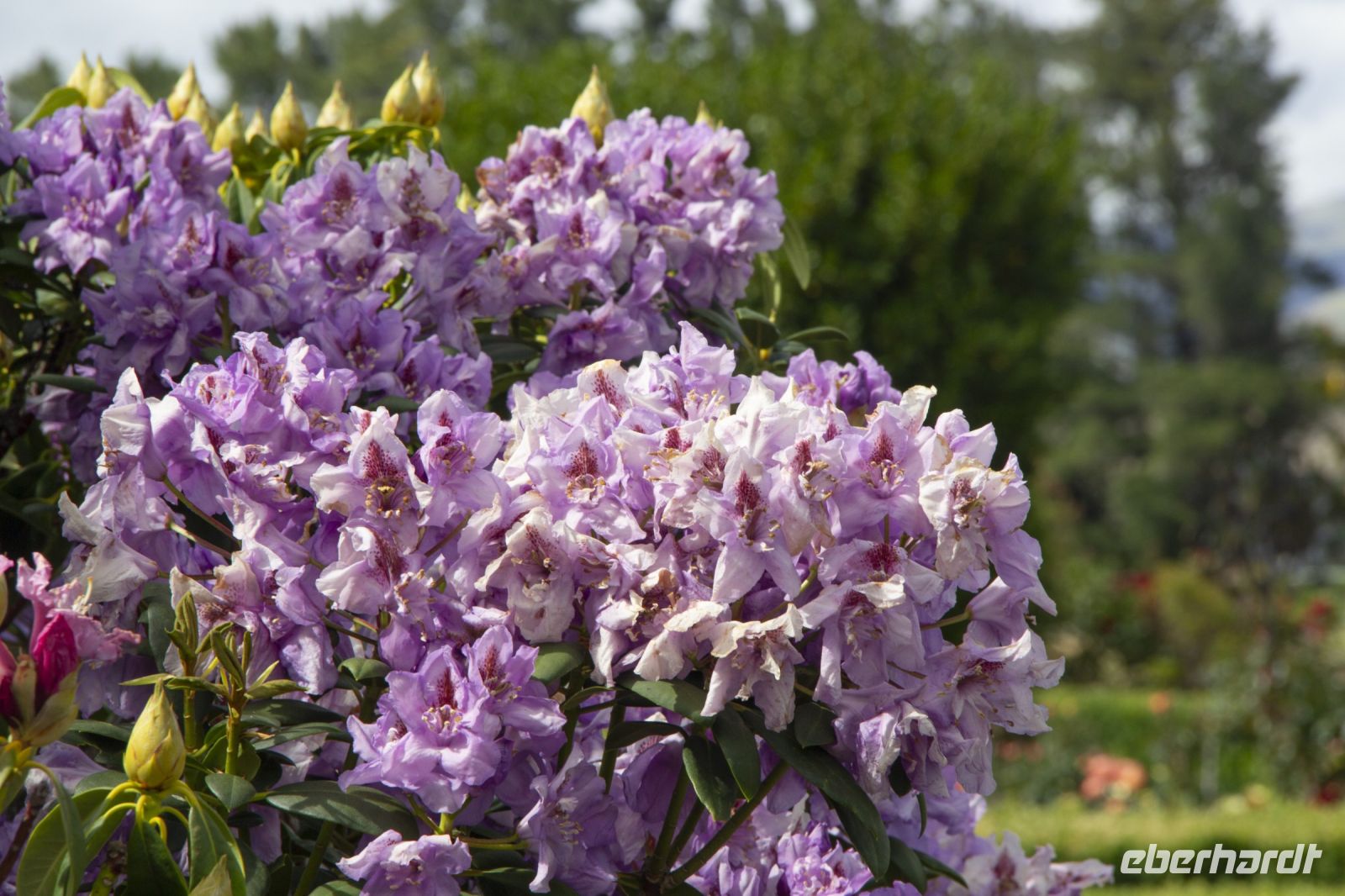 399 - Mrs Jones Rosengarten