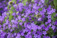 400 - Mrs Jones Rosengarten