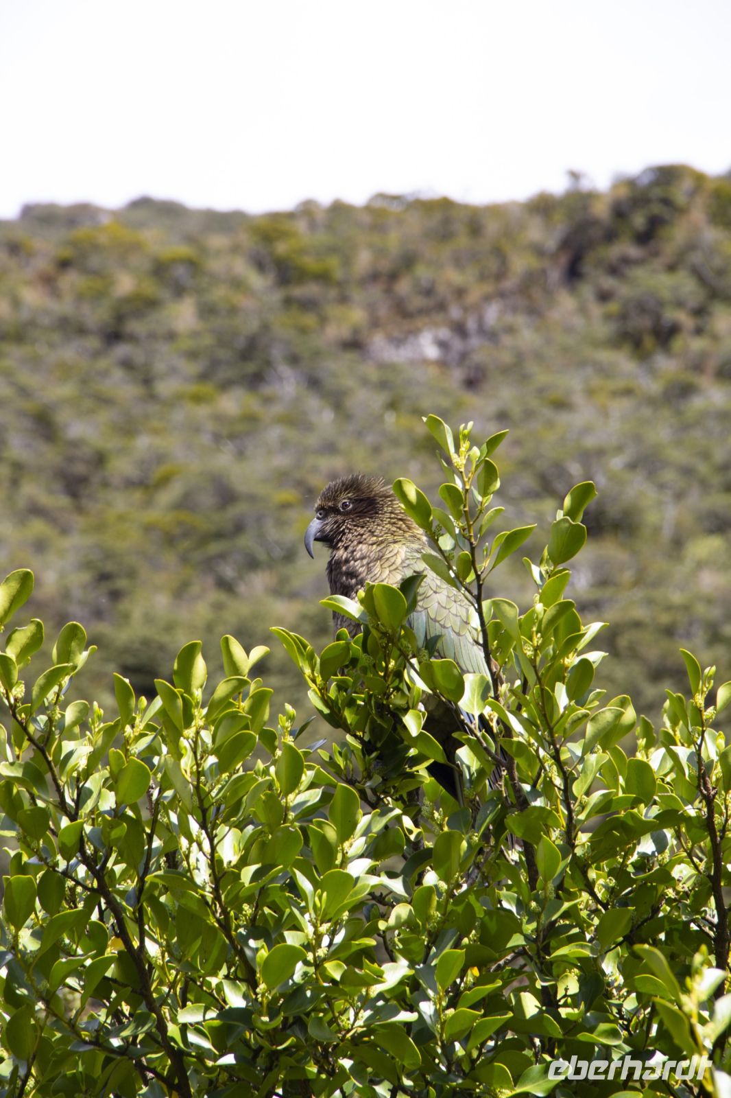 411 - Kea am Arthur Pass