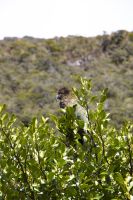 411 - Kea am Arthur Pass