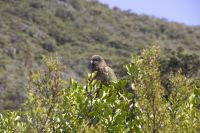 412 - Kea am Arthur Pass