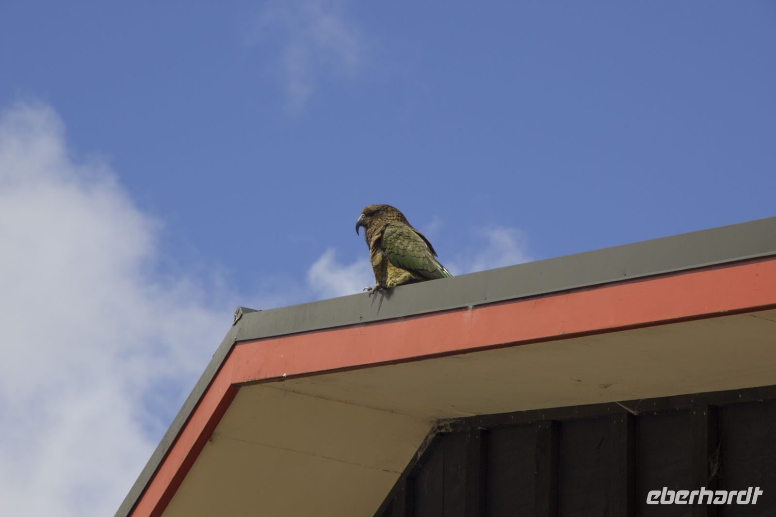 413 - Kea am Arthur Pass