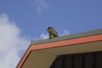 413 - Kea am Arthur Pass