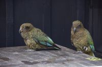 414 - Kea am Arthur Pass