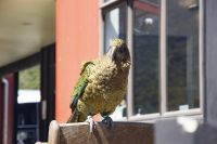 415 - Kea am Arthur Pass