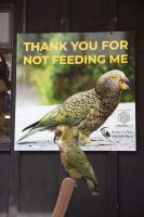 417 - Kea am Arthur Pass