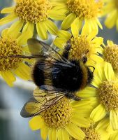 Hummel bei der Arbeit in Kaikoura