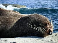 Die Robben liegen in Kaikoura fast am Straßenrand, diese hier schläft gerade