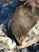 Gemütliches Nickerchen