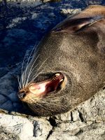 Gähhhhhhhn, Robbe in Kaikoura