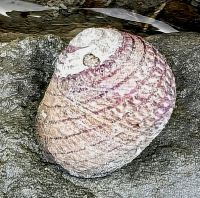 Meeresschnecke in Kaikoura