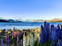 Lake Tekapo