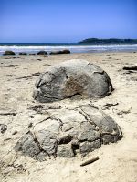 Die Steine sehen aus wie Schildkrötenpanzer, Moeraki Boulders Beach