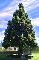Geschmückter Weihnachtsbaum in Te Anau